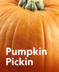 Pumpkin pickin